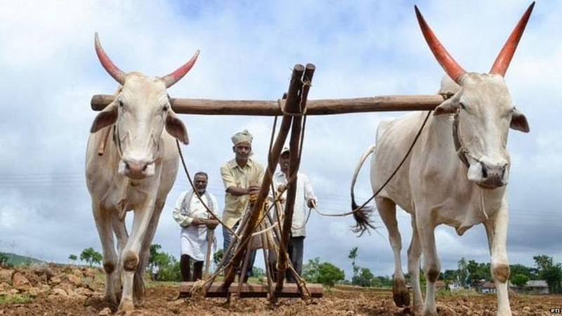 Kharif Sowing
