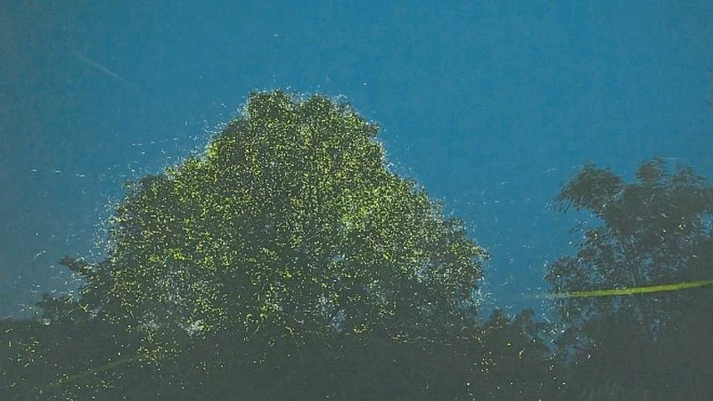 Fireflies