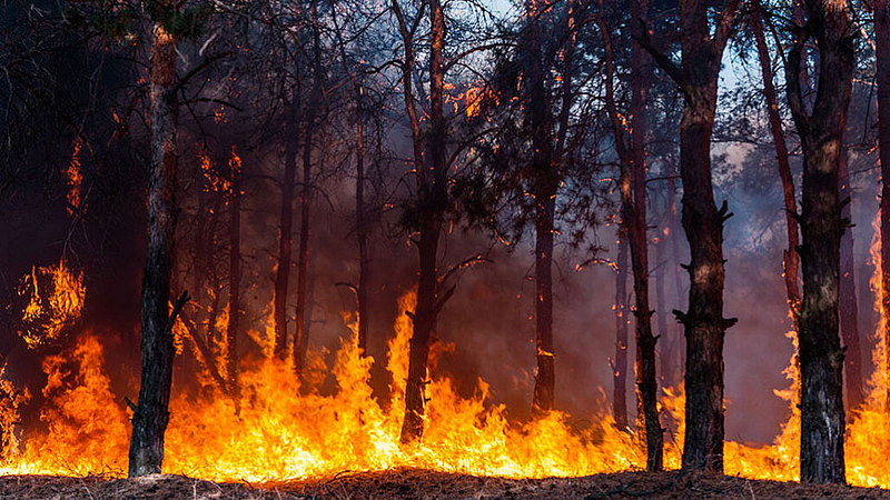 Forest Fire