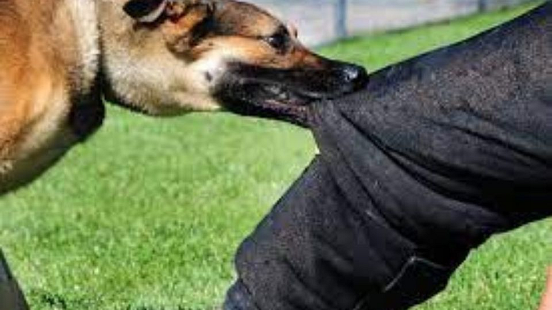 Dog bite