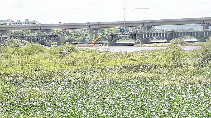 Water Hyacinth