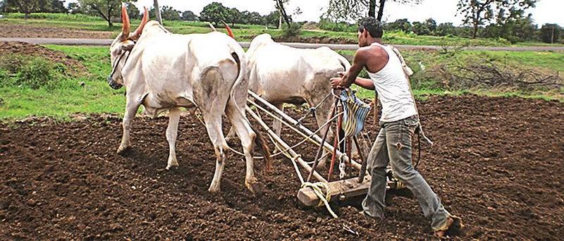 Sowing