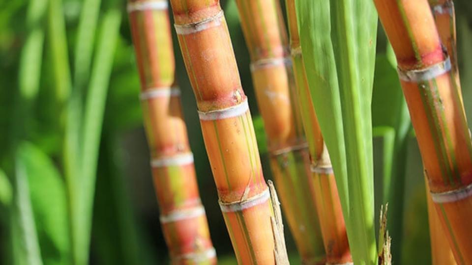 sugarcane