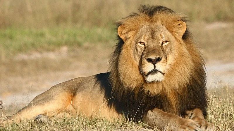 lion
