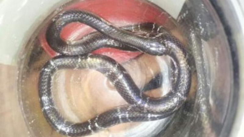 snake