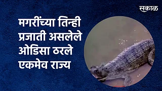 मगरींच्या तीन प्रजाती असलेले ओडिसा हे एकमेव राज्य ठरले आहे.}