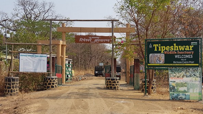 टिपेश्वर अभयारण्य : यवतमाळ जिल्ह्यातील केळापूर आणि घाटंजी तालुक्यात पैनगंगा नदीच्या खोऱ्यात हे अभयारण्य विस्तारले आहे. याचठिकाणी अवनी नावाच्या वाघिणीला देखील मारले होते. या अभयारण्याला भेट द्यायची असेल तर हैदराबाद नागपूर महामार्गावर असलेल्या पांढरकवडा या गावापासून अवघ्या २० किलोमीटर अंतरावर हे अभयारण्य आहे, तर यवतमाळवरून ९२ किलोमीटरवर आहे. याठिकाणीही वाघाचे हमखास दर्शन होईल.