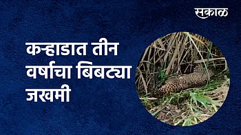 बाराभाई शिवारात तीन वर्षाचा बिबट्या जखमी}