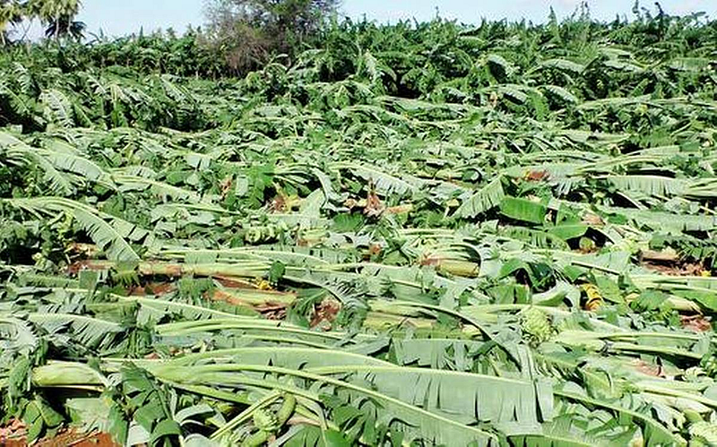 Banana crop