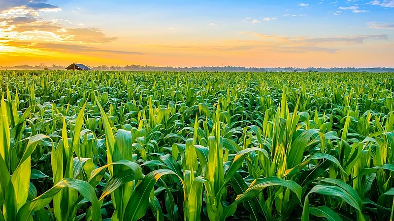 crop insurance