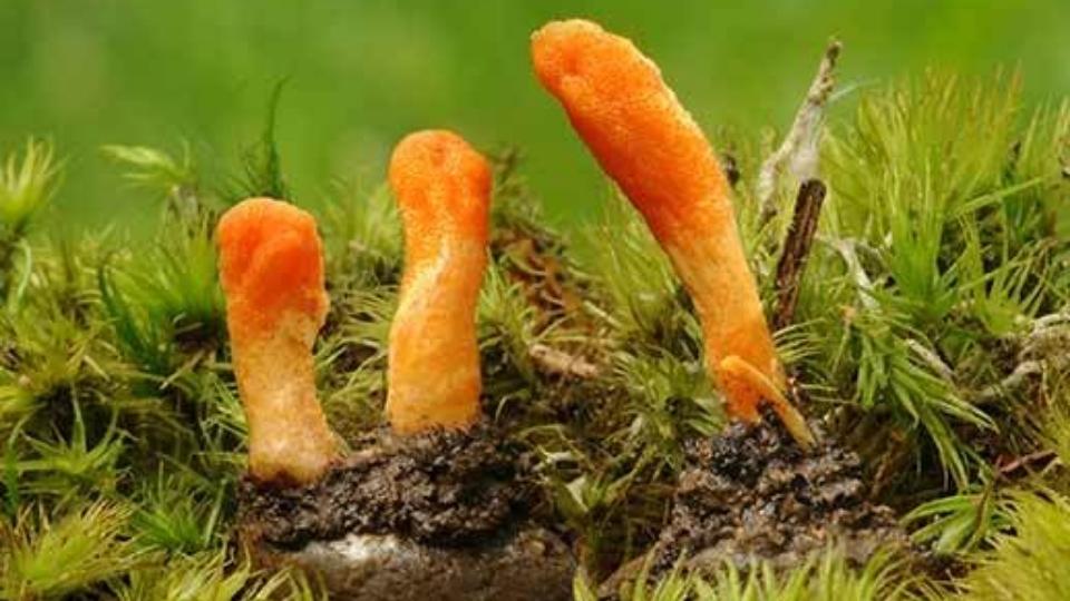 Caterpillar Fungus
