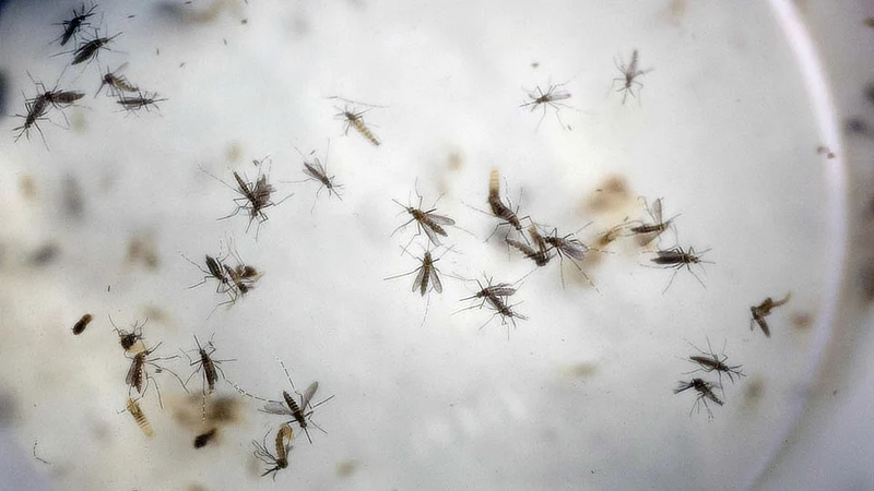 Mosquito