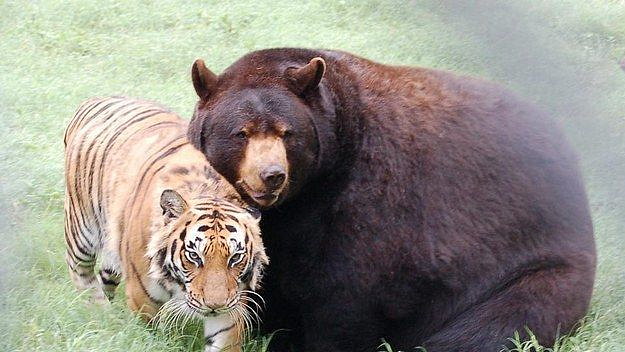tiger and bear