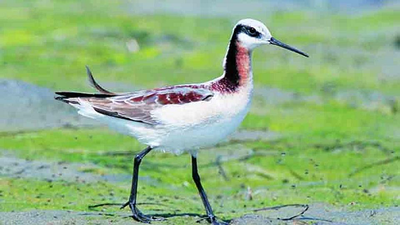 Red Necked Phalarope Bird