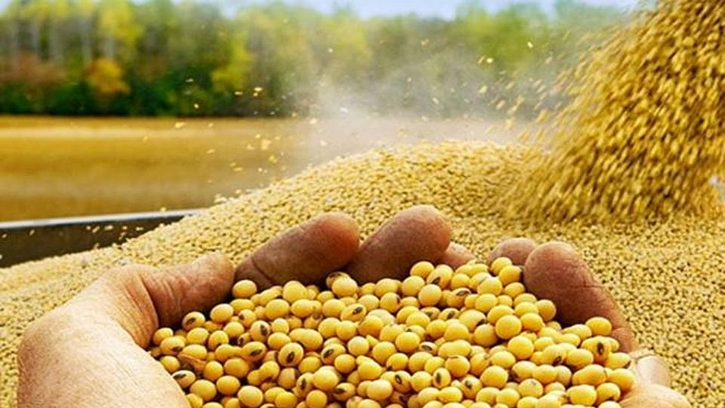 soybean