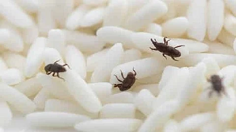 पावसाळ्यात तांदळाला किड्यांपासून वाचवा, 'या' आहेत सोप्या टीप्स