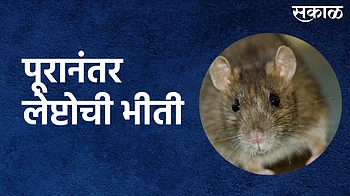 महाडमध्ये पूरानंतर लेप्टोची भीती; पाहा व्हिडिओ }