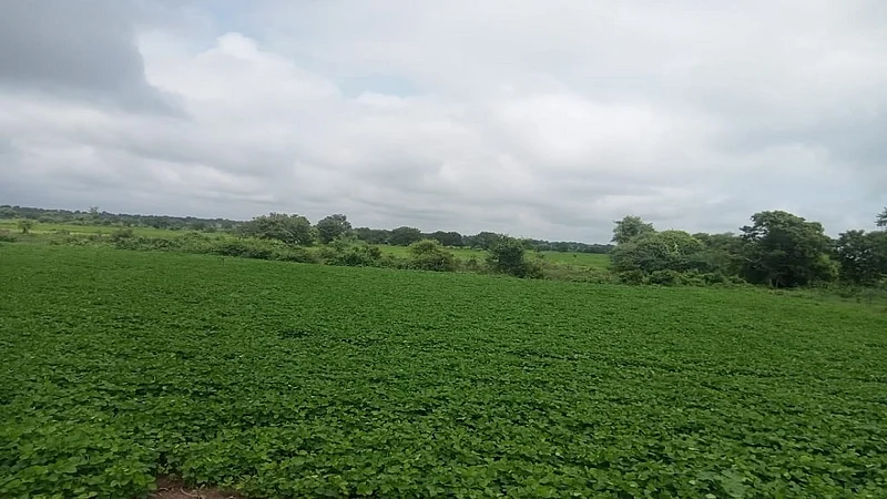 हिंगोली तालुक्यातील डिग्रस कऱ्हाळे येथील बहरलेल्या सोयाबीन पिक.