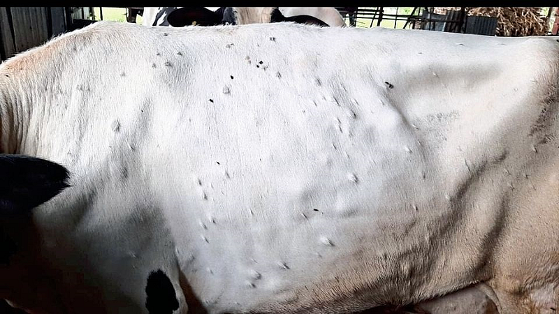 cow Lumpy skin disease