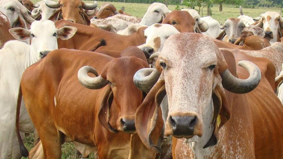 Gir Cow