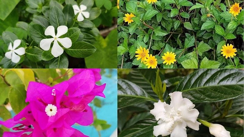 flowers