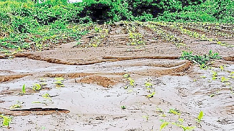 Crops on seven lakh hectares were destroyed due to heavy rains