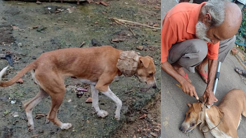 प्लास्टिकच्या बरणीत मान अडकलेल्या कुत्र्याची अखेर सुटका; प्राणीमित्रांची कामगिरी