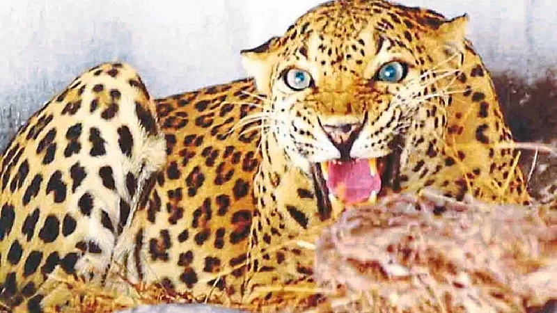 leopard