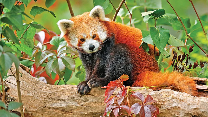 Red Panda