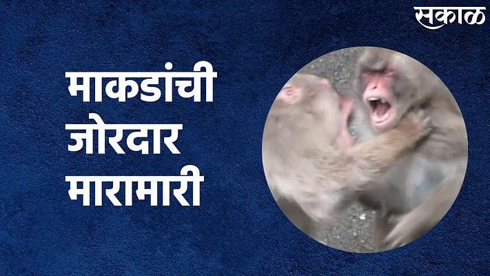 भर रस्त्यात माकडांची जोरदार मारामारी; पाहा व्हिडिओ}
