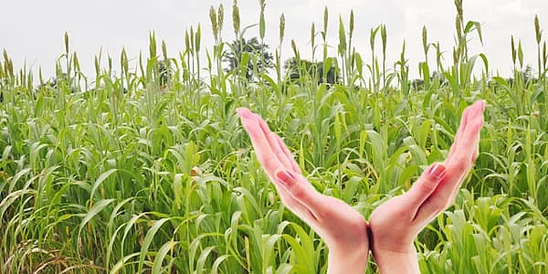 Crop Insurance