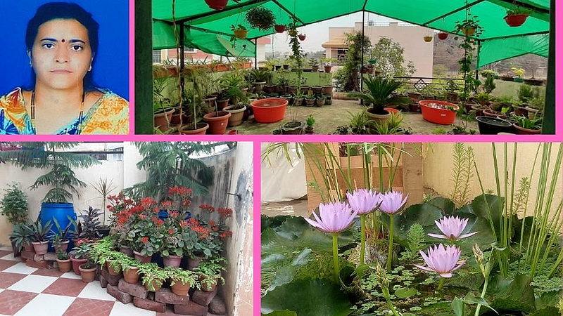 छंदातून फुलवली गच्चीवर बाग! उत्पन्नही सुरू; मिळतोय ऑक्सिजनही