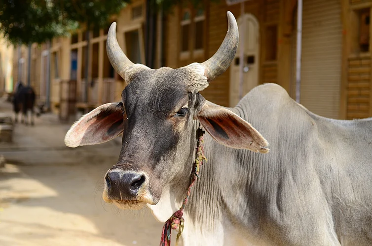 भारतीय संस्कृतीचा मूलाधार देशी गाय; गायीची माता म्हणून पूजा