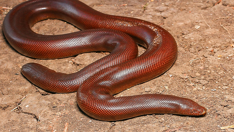 Eryx johnii