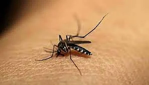 उपराजधानीत डेंगीचा उद्रेक; सात दिवसांत आढळले १४४ रुग्ण