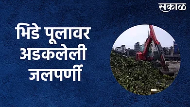 भिडे पूलावर अडकलेली जलपर्णी काढण्याचे काम सुरु; पाहा व्हिडिओ }