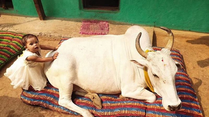 सार्शी गाव जगावेगळे! गाईंना विश्रांतीसाठी ठेवल्या जातात चक्क गाद्या