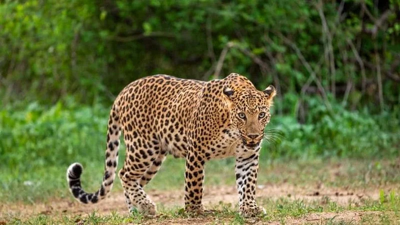 Leopard