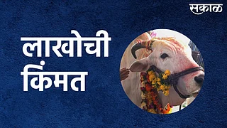 गाईला मिळाली लाखोची किंमत; पाहा व्हिडिओ}