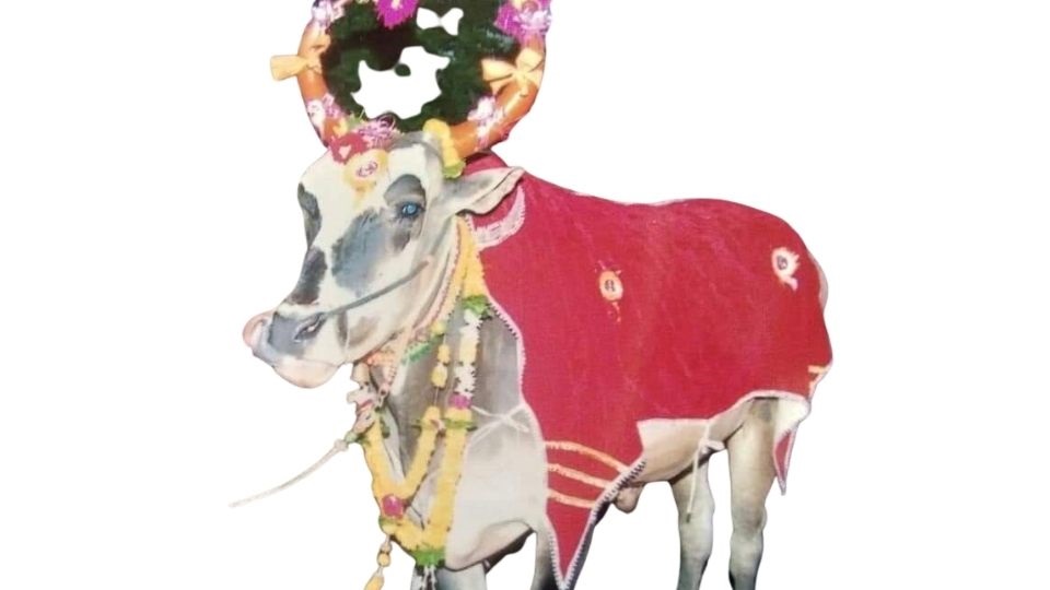 महाराष्ट्रातील सर्वांत मोठा बैल म्हणून गिनिज बुकात नावलौकिक