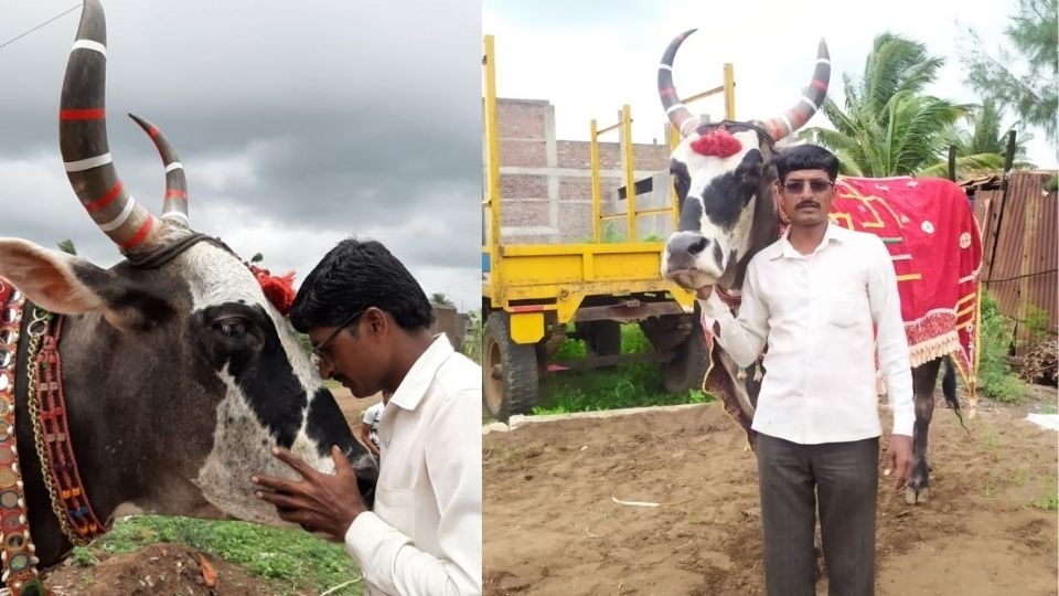 कृष्णा सायमोते गज्या बैला सोबत