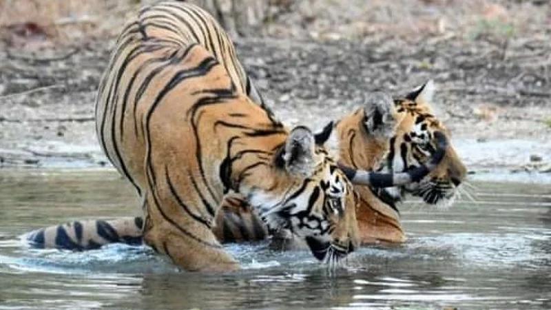 लेखी आश्वासनानंतरचं अविनाशवर अंत्यसंस्कार; रेस्क्यू टीम दाखल