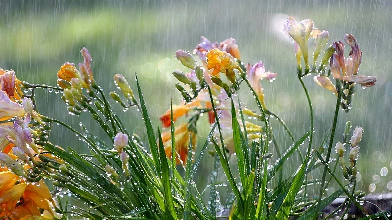 rain