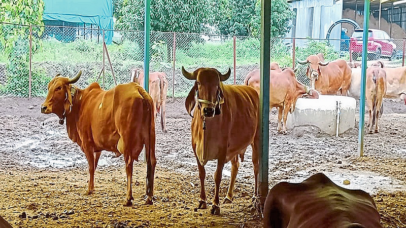 farming