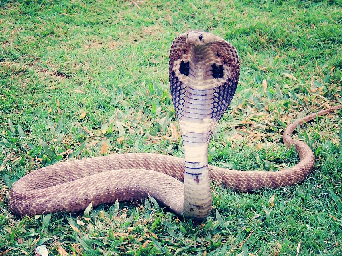 Indian cobra