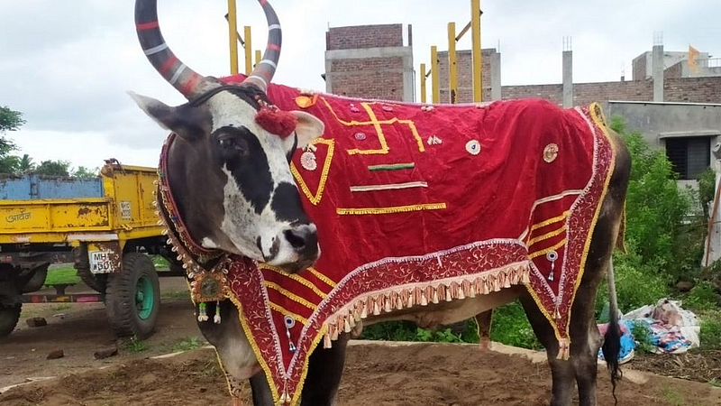 Gajya Bull