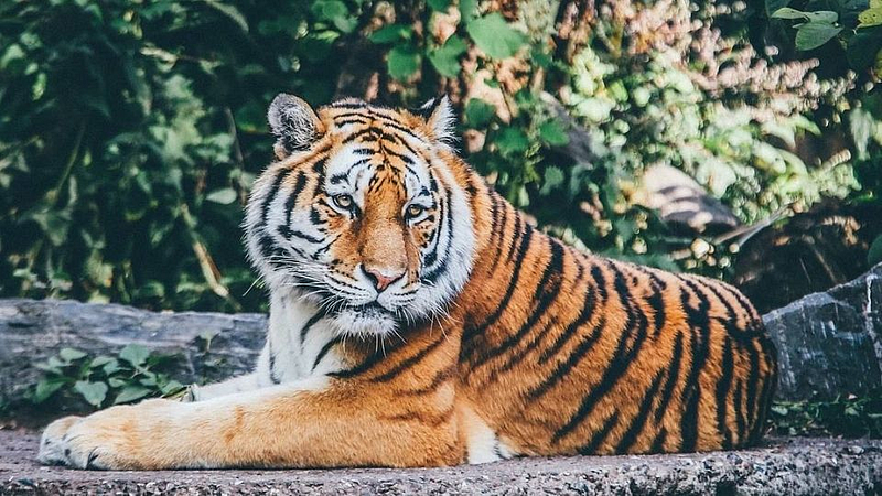 वाघाच्या हल्ल्यात गुराखी ठार; स्वतः फोन करून मागितली मदत