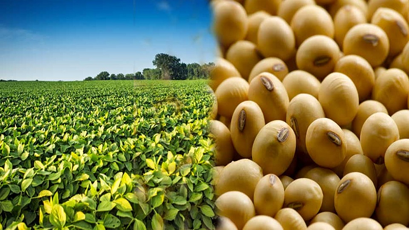 soyabean