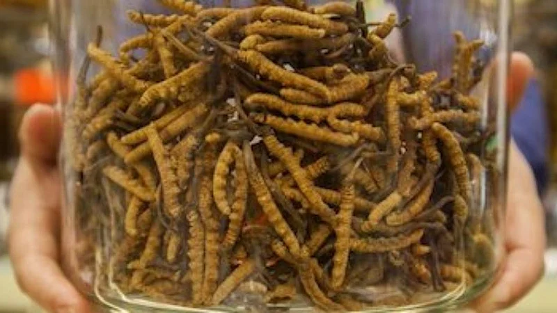 Caterpillar Fungus