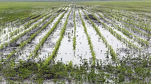 heavy rainfall heavy rainfall